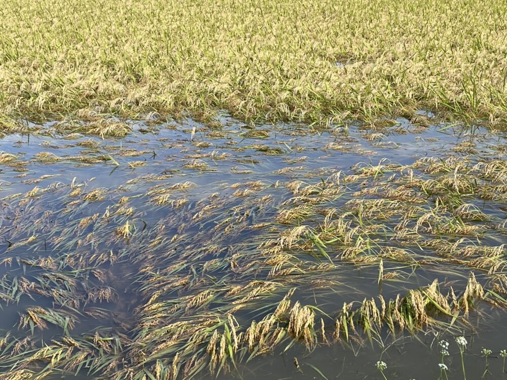 印旛沼水位の4.5mまで上昇から横ばい続く。甚兵衛大橋付近、大竹地区は浸水・冠水しています。（写真2）